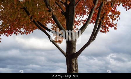 Un ritratto di un albero di Acero, dotate di ampia ed elegante rami e celebra il suo fogliame di autunno e un caleidoscopio di rosso e marrone su una tela del cielo Foto Stock