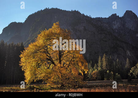 Alba luce colpisce una quercia in Yosemite Valley su un inizio di ottobre mattina. Foto Stock
