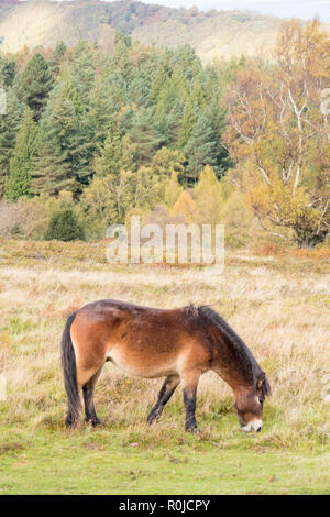 Exmoor pony su Exmoor, Parco Nazionale di Exmoor, Somerset, Inghilterra, Regno Unito Foto Stock