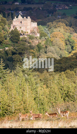 In autunno la luce oltre il Castello di Dunster, Parco Nazionale di Exmoor, Somerset, Inghilterra, Regno Unito Foto Stock