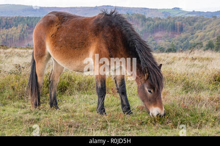 Exmoor pony su Exmoor, Parco Nazionale di Exmoor, Somerset, Inghilterra, Regno Unito Foto Stock