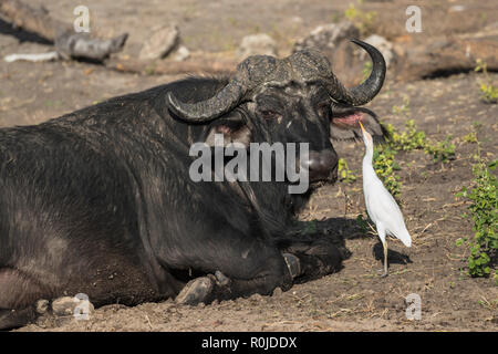 Western airone guardabuoi (Bubulcus ibis) tenendo le zecche dal capo di Buffalo, Chobe National Park, Botswana Foto Stock