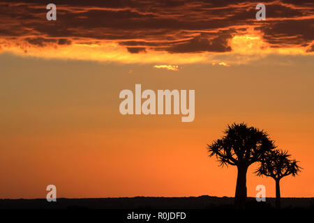 Faretra alberi al tramonto (kocurboom) (Aloidendron dichotomum, precedentemente noto come aloe dichotoma), Quiver Tree Forest, Keetmanshoop, Namibia Foto Stock