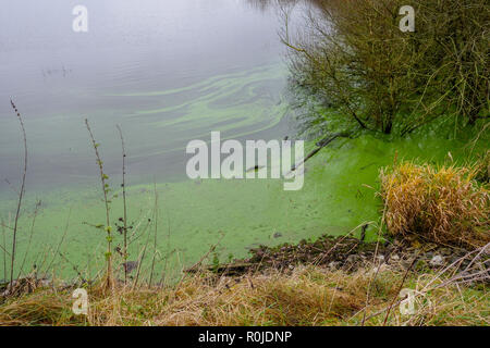 Tossico alghe blu-verdi sulla superficie dell'acqua di uno stagno o lago, England, Regno Unito Foto Stock