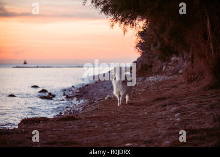 Incredibile cane camminare da solo fuori guinzaglio dalla riva del mare al bel tramonto Foto Stock