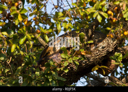 Un Rock Python in appoggio nei rami di un diospyros bush dopo aver avuto un buon pasto e possono trascorrere settimane digerendo il pasto e risparmio di energia Foto Stock