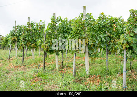 Withe uve in autunno Foto Stock