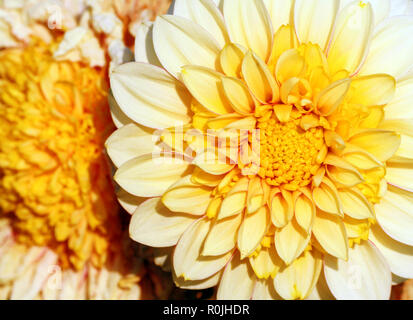 Primo piano di un colore giallo brillante con un crisantemo bianco di grandi dimensioni e di colore giallo scuro cuore accendino gradualmente verso le punte dei petali, due fiori, Foto Stock