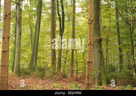 Vista nella foresta mista con tronchi di faggio, abete e frassino di montagna e gli alberi di conifere alberelli Foto Stock