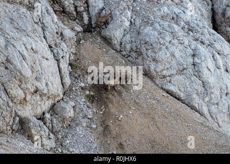 Due stambecchi combattendo Sul ghiaione Foto Stock