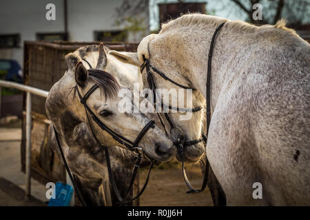 Due cavalli bianchi giocando in stalle Foto Stock