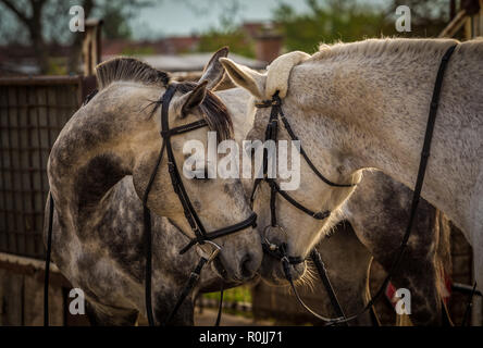 Due cavalli bianchi giocando in stalle Foto Stock