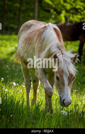 Adorabili halfing castagno puledro pascolano sul prato verde della foresta Foto Stock