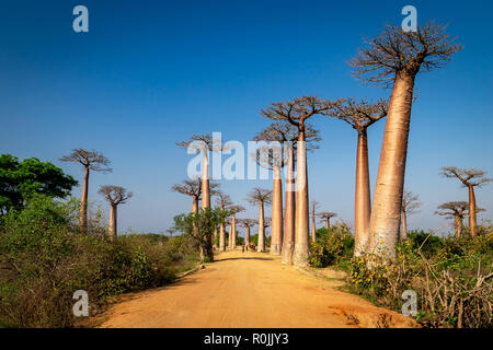 Enormi alberi lungo il viale dei baobab, Morondava, Madagascar. Foto Stock