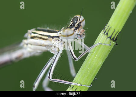 Blue featherleg anche chiamato bianco-zampe, damselfly Platycnemis pennipes Foto Stock