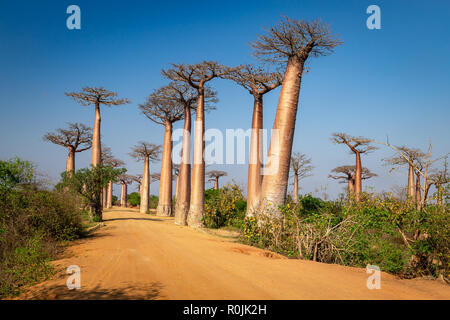 Enormi alberi lungo il viale dei baobab, Morondava, Madagascar. Foto Stock