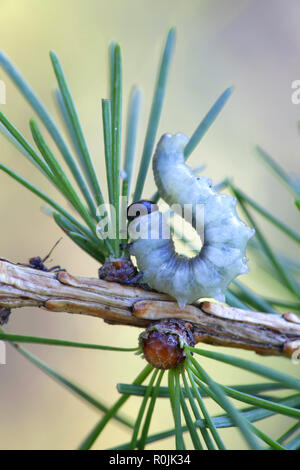 Il larice sawfly larva, Pristiphora erichsonii, principale infestante dei larici Foto Stock