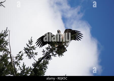 Un ali aperte eagle poggia su una struttura ad albero con blu cielo nuvoloso sfondo Foto Stock