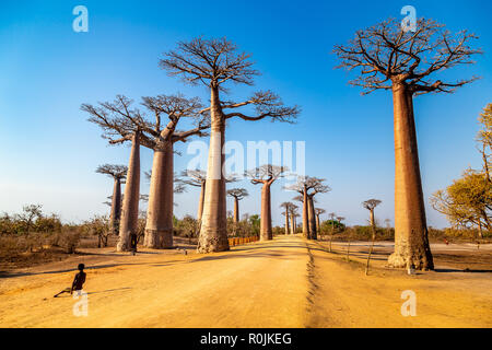 Enormi alberi lungo il viale dei baobab, Morondava, Madagascar. Foto Stock