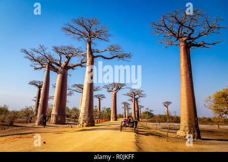 Enormi alberi lungo il viale dei baobab, Morondava, Madagascar. Foto Stock