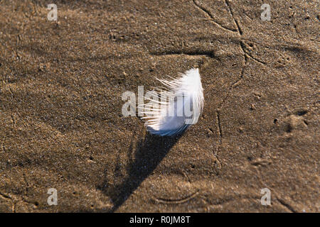 Il bianco di piume di un gabbiano sulla spiaggia. Foto Stock