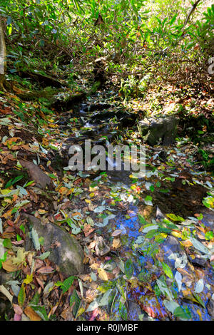Trillium Gap Trail, Smoky Mountains National Park Foto Stock