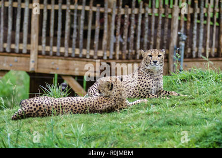 Il ghepardo (Acinonyx jubatus; /ˈtʃiːtə/) è un grande cat della sottofamiglia Felinae che si verifica in Nord Africa australe e orientale Foto Stock
