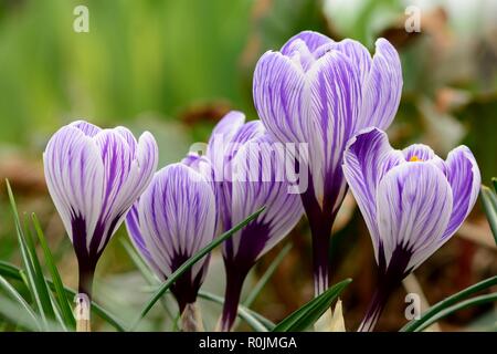 Close up di viola e bianco di crochi in fiore Foto Stock