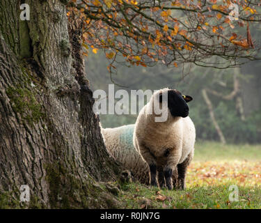 Testa nera pecora sotto un albero in autunno Foto Stock