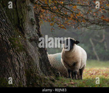 Testa nera pecora sotto un albero in autunno Foto Stock