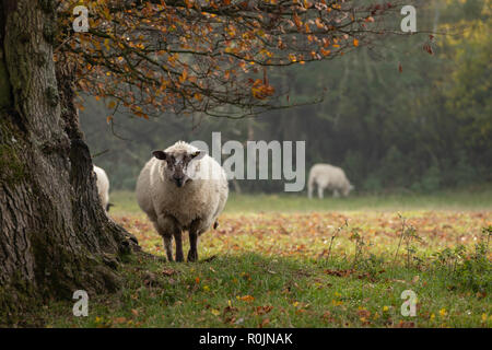 Gli ovini si fermò sotto un albero con i colori autunnali Foto Stock