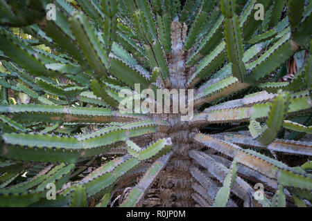 I cactus closup , cactus tree dettaglio, Tenerife Foto Stock