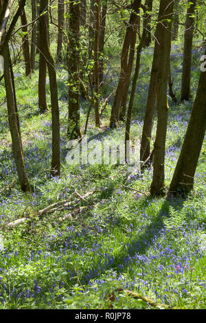 Bluebells in fiore Etherow Country Park n molla vicino Marple cheshire england Foto Stock