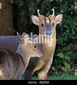 Close-up verticale di un Muntjac buck e il DOE Foto Stock