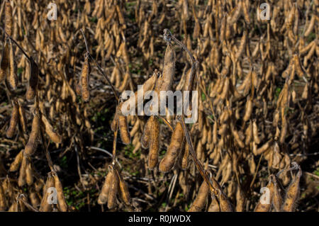 Harvest pronto campo di fagioli di soia al sole del mattino. Glycine max comunemente noto come soia a America del Nord Foto Stock