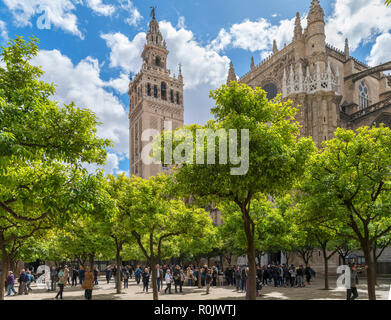 La Giralda e la Cattedrale dal Patio de los Naranjos, Siviglia, in Andalusia, Spagna Foto Stock