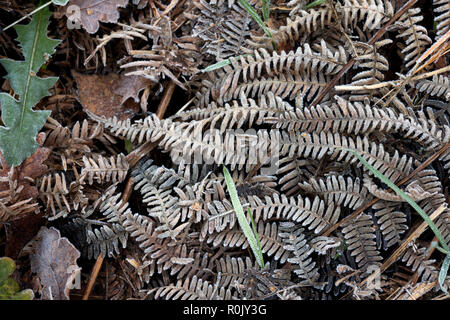 La brina su bracken in legno di fieno, vicino Baddesley Clinton, Warwickshire, Regno Unito Foto Stock