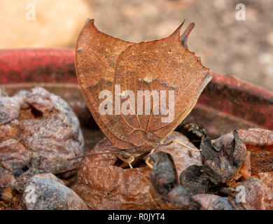 Goatweed Leafwing butterfly bere succhi di frutta al di fuori della fermentazione di frutta persimmon Foto Stock