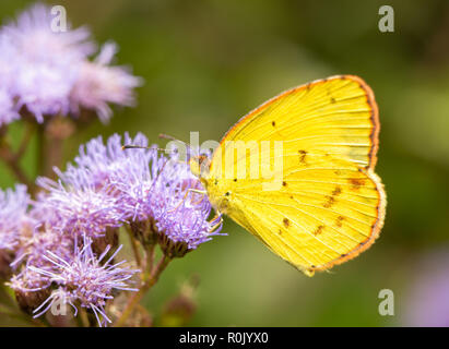 Piccolo giallo, Eurema lisa, butterfly alimentazione su viola Ironweed fiori in tarda estate Foto Stock