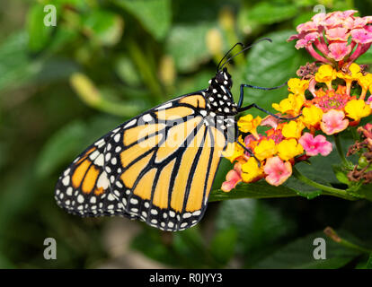 Vista laterale di una farfalla monarca in appoggio sulla sommità di un fiore Lantana cluster in estate Foto Stock