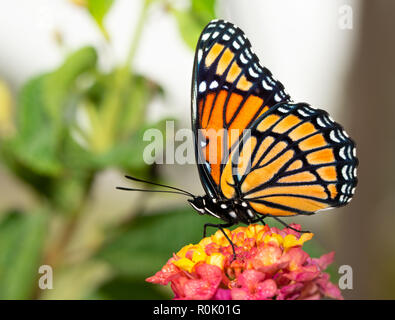 Vista ventrale di una bella viceré butterfly nel giardino estivo Foto Stock