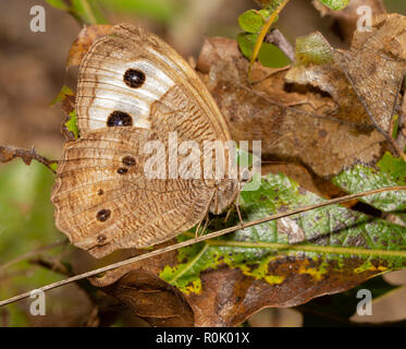 Comune Ninfa di legno farfalla appoggiato in una posizione soleggiata nel bosco Foto Stock
