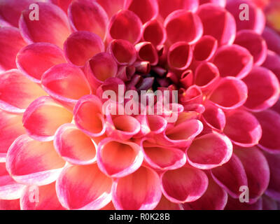 Dahlia wisla varietà, un primo piano luminoso fiore rosa illuminate dalla luce del sole, un sacco tubolare di petali, illuminato dalla luce solare, parte di un unico fiore Foto Stock