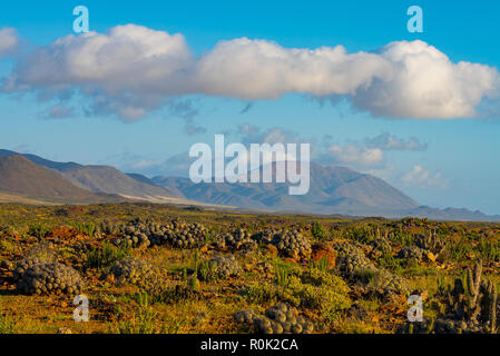 Paesaggio del deserto di Atacama, Cile settentrionale Foto Stock