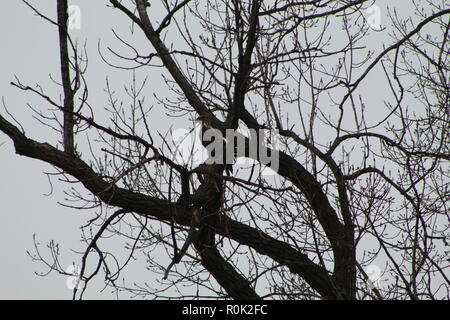 Eaglet nella struttura ad albero Foto Stock