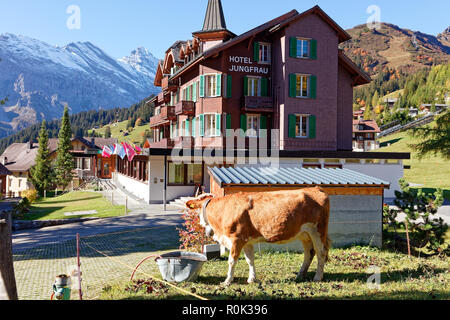 Muerren (Mürren), regione di Jungfrau, Svizzera - Ottobre 9, 2018: bestiame al pascolo nella soleggiata giornata autunnale Vicino a Hotel Jungfrau a Mürren con Allmendhubel Foto Stock