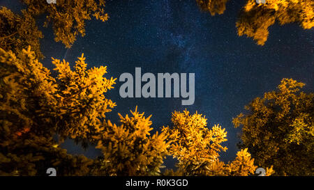 Meteore nel cielo di notte nella foresta. Spia della tenuta in caldo su alberi di pino e fredda notte cielo, via lattea Foto Stock