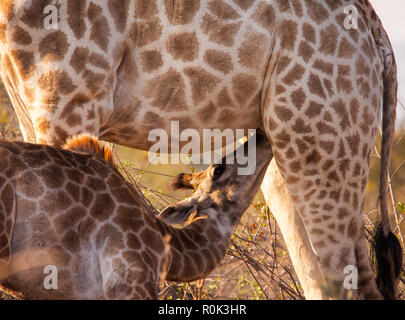 Il lattante giraffe Foto Stock