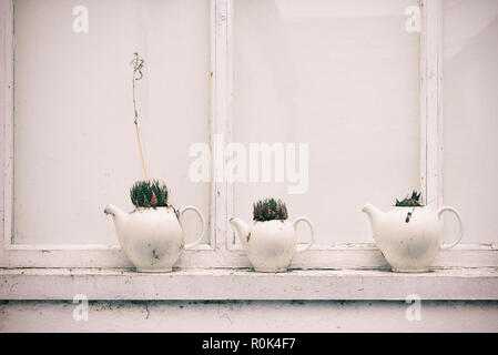 Succulente piantate in teiere Foto Stock