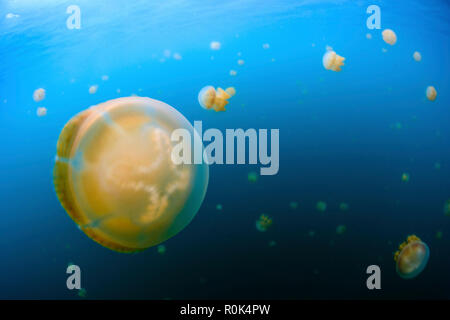 Golden meduse, Kakaban, Indonesia. Foto Stock